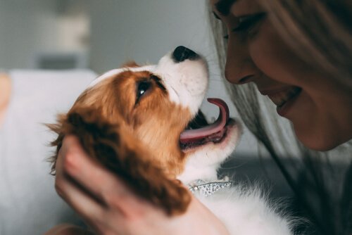cão com a língua para fora 