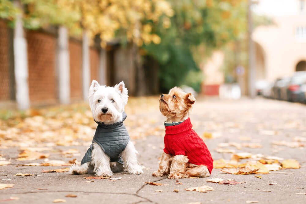 Cães usando roupa no outono