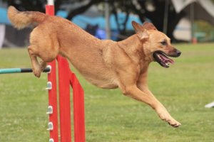 Dicas para levar seu cão a uma competição