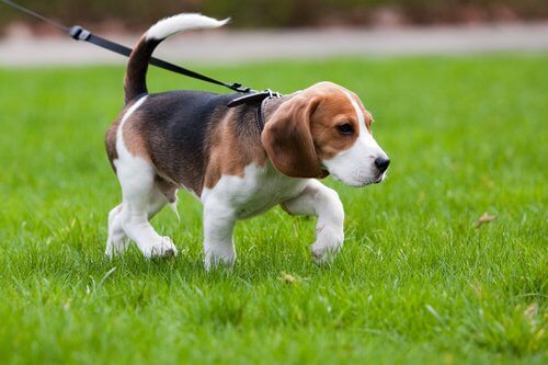Beagle na coleira passeando