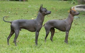 O pila argentino, uma das raças pequenas sem pelos
