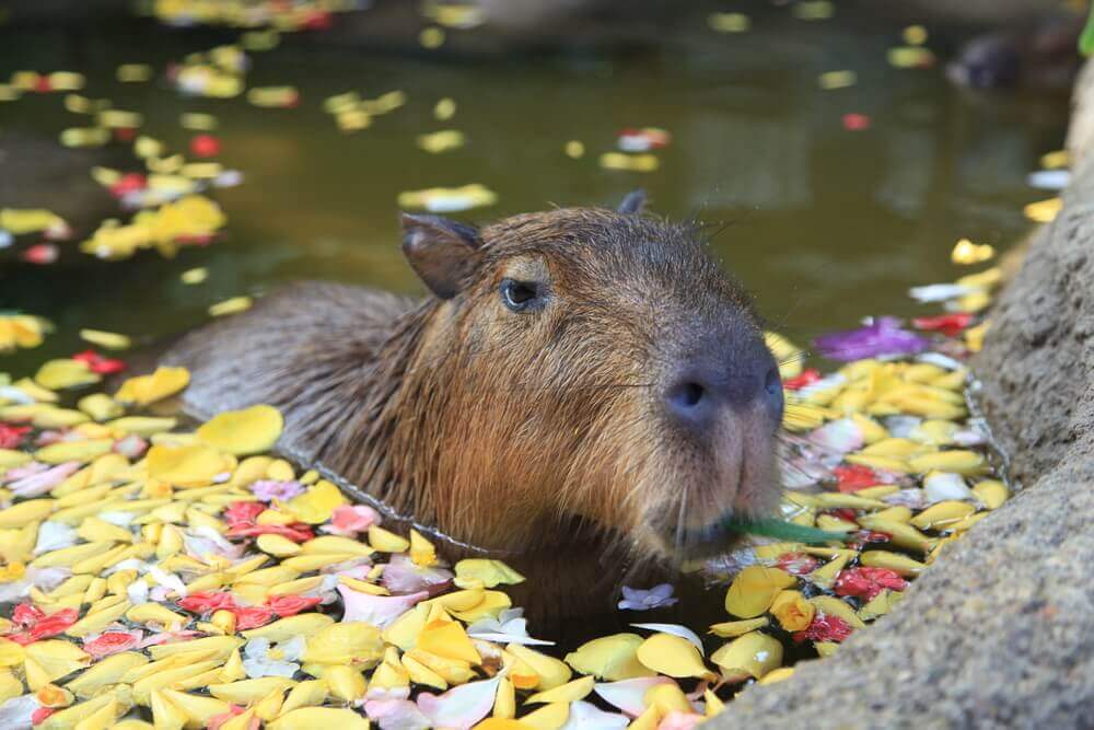Capivara na água