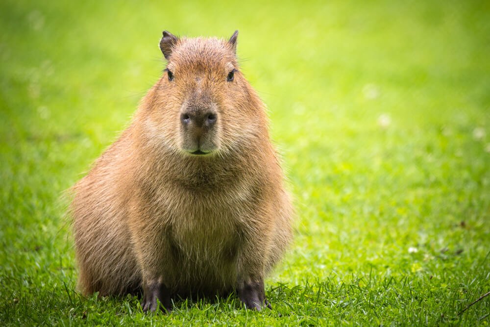 Capivara na grama