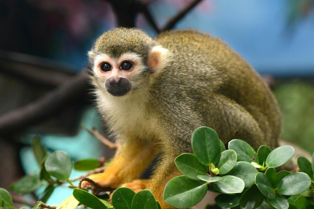 Características do macaco-de-cheiro