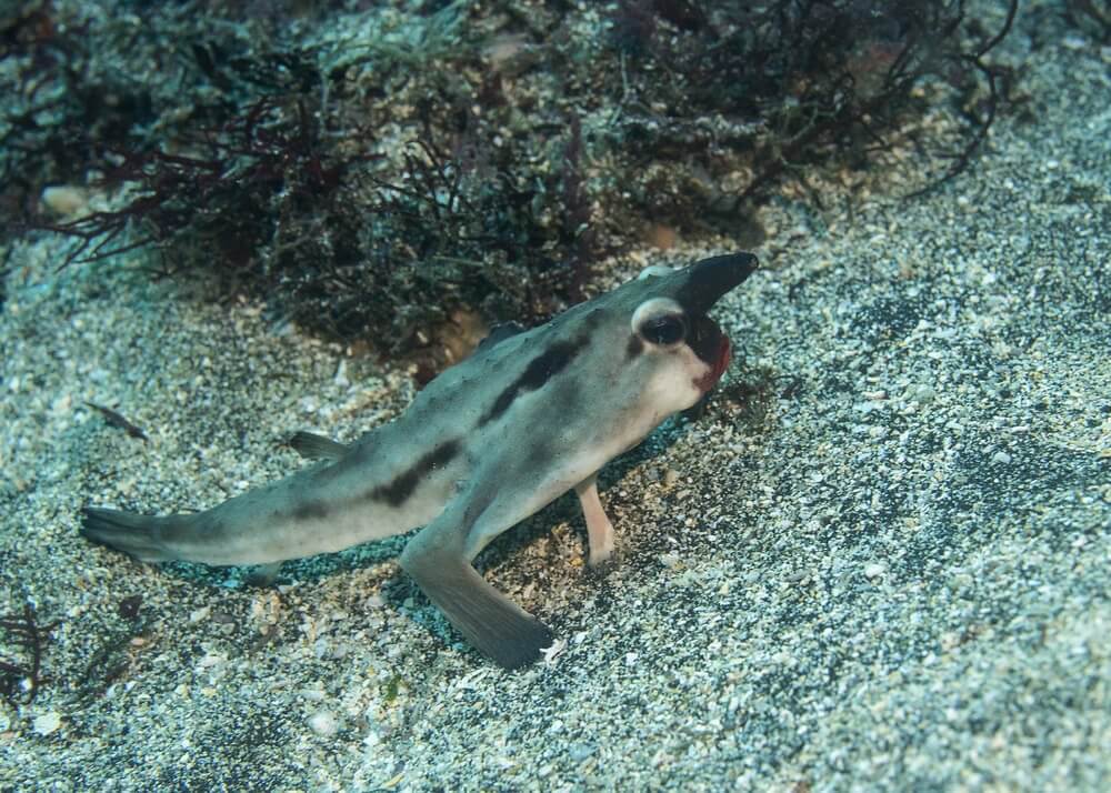 Peixe-morcego-boca-vermelha no mar