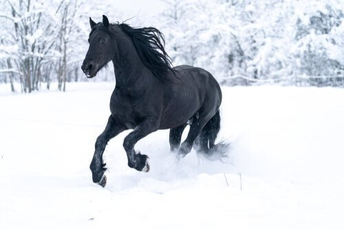 cavalo preto na neve