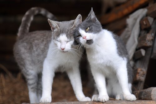 gatos branco e cinza