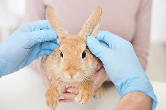 Tratamento para coelhos com pulgas
