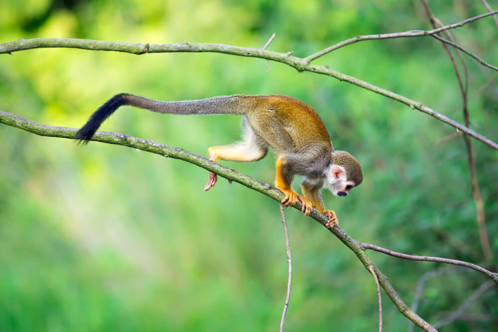 Macaco-de-cheiro em árvore