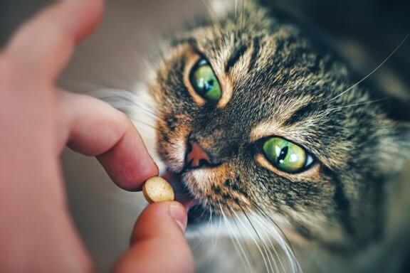 Dar comprimidos ao seu gato: como fazer?