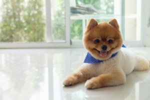 Cortes e penteados especiais para cães