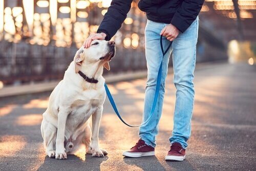Como escolher o melhor passeador de cães?