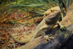 Dragões barbudos: você já ouviu falar deles?