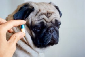 É bom dar antibióticos ao seu animal de estimação?