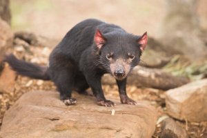 Austrália, o país dos marsupiais