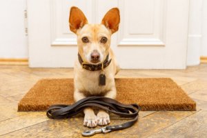 Erros ao educar cães: conheça 7 deles!
