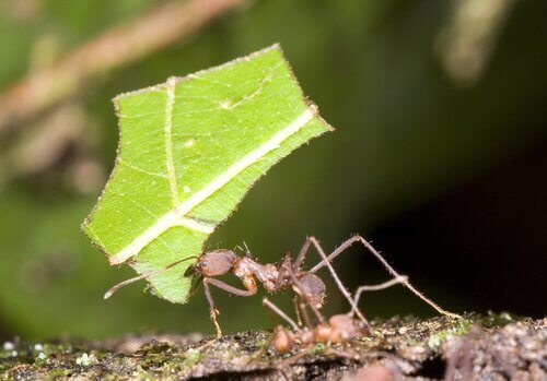formiga carregando folha