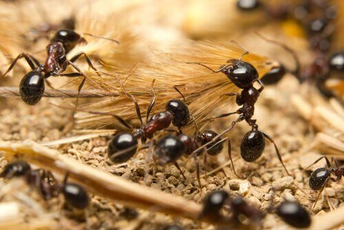 colonias de formigas