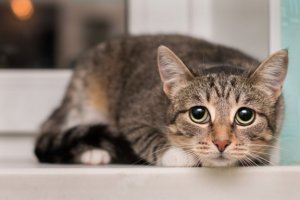 Coisas que deixam os gatos com medo