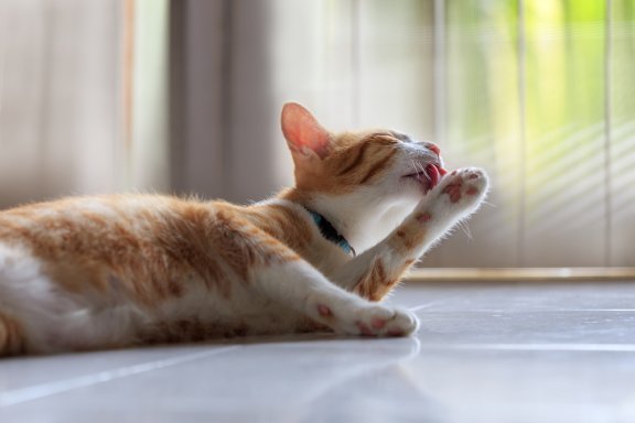 Os hábitos de higiene dos gatos