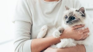 Raças de gatos mais carinhosas