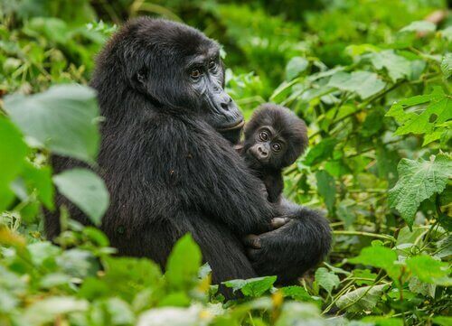 Gorila da montanha com filhote