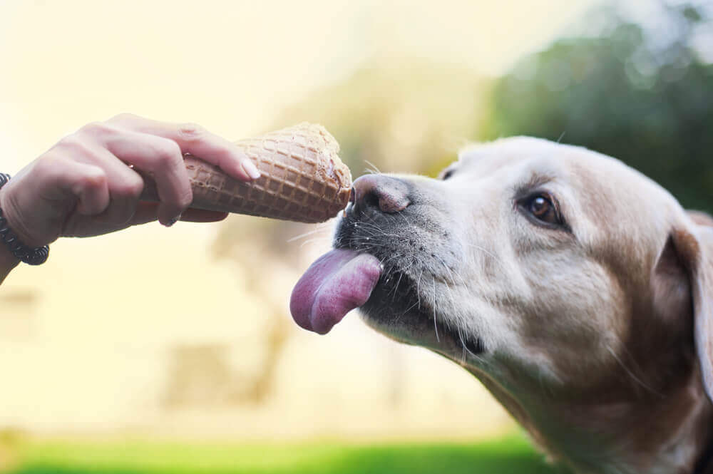 o perigo de humanizar cães