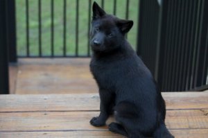 Kai: Você conhece essa raça japonesa?