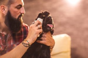 Como limpar os olhos do seu cão