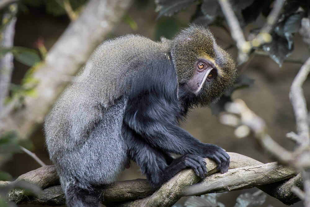 macaco-coruja habitat