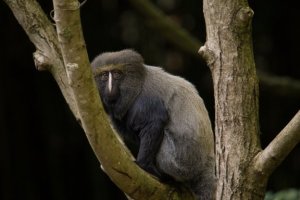 Macaco-coruja: características e habitat