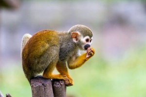 Macaco-de-cheiro, o menor dos primatas