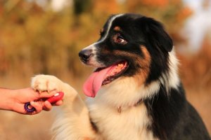 Método clicker de adestramento: o que é e como implementá-lo