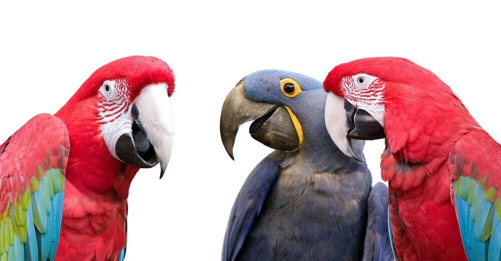 papagaios coloridos