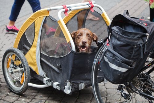 Trailer de bicicleta para cães