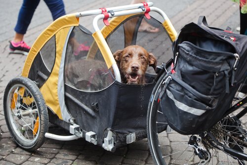 Trailer de bicicleta para cães