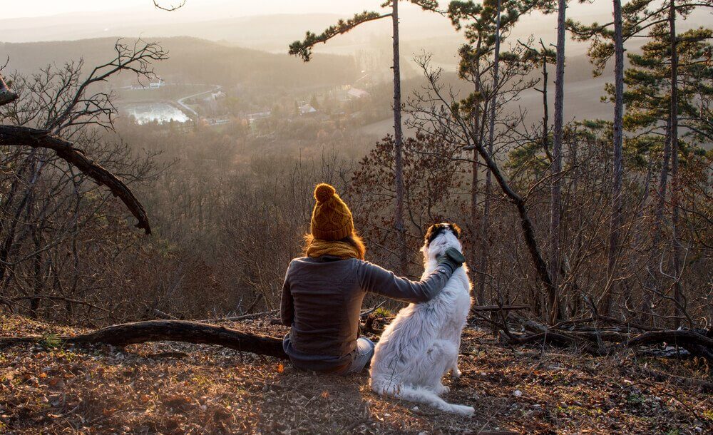Passeio com cachorro na floresta