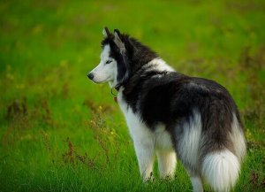 Hemofilia em cães: como diagnosticar e tratar