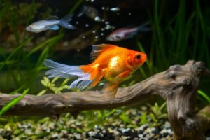 Peixe-dourado: cuidados e doenças