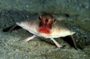 Peixe-morcego-boca-vermelha, conheça a espécie