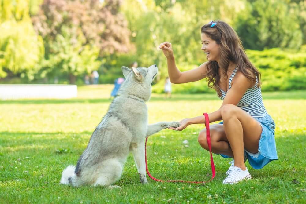 dona adestrando cão surdo