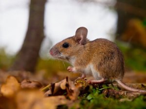 Feromônios nos animais: saiba mais sobre eles