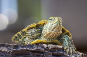 Rinite em tartarugas e seu tratamento