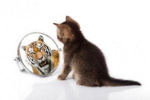Semelhanças entre os gatos e tigres