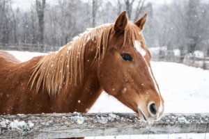 Cuide de seu cavalo no inverno
