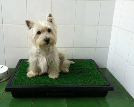 Tapete higiênico que imita a grama