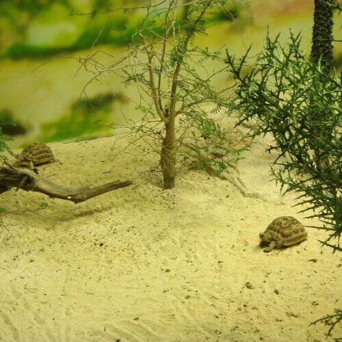 terrário para tartarugas