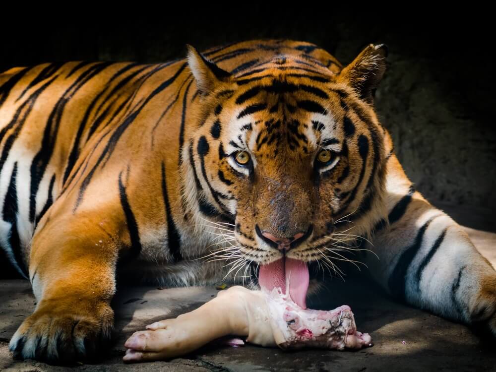 tigre comendo pata de porco