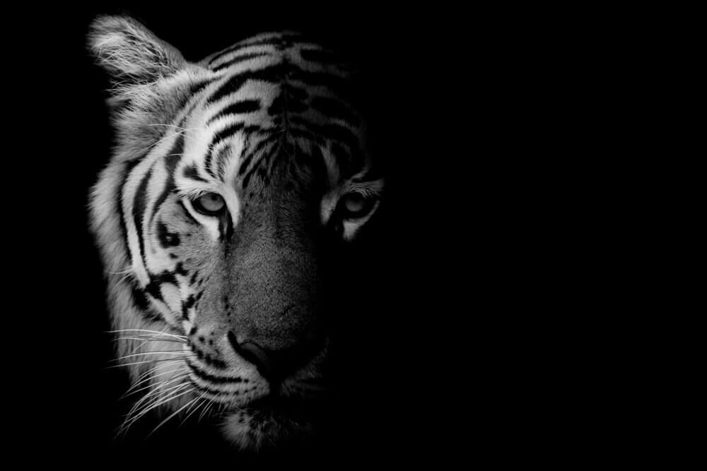 tigre na noite