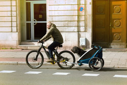 passear de bicicleta com cães